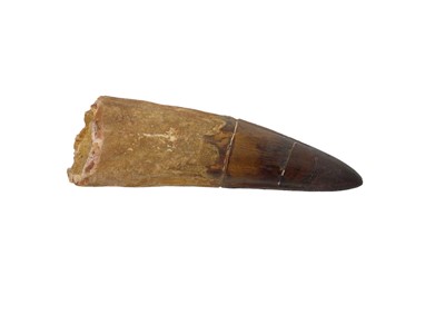 Lot 28 - Spinosaurus tooth