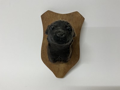 Lot 60 - Taxidermy Labrador puppy's head