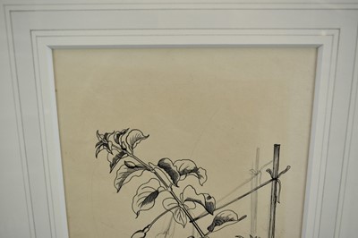 Lot 1376 - *John Nash (1893-1977) pencil and ink drawing - "Fuschia"
Provenance: The Nash Estate