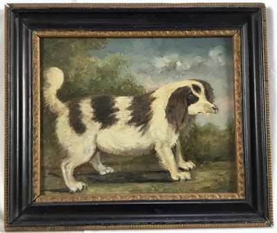 Lot 49 - English School, oil on panel - Spaniel, 19cm x 23.5cm, framed
