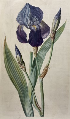 Lot 1 - English School, 19th century, Purple bearded iris, watercolour on paper (laid down onto paper) unsigned, 26 x 41cm, mounted