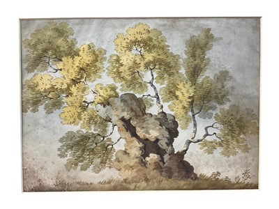 Lot 36 - English School, late 18th / early 19th century, Old wizened tree, 23 x 32cm, mounted but unframed