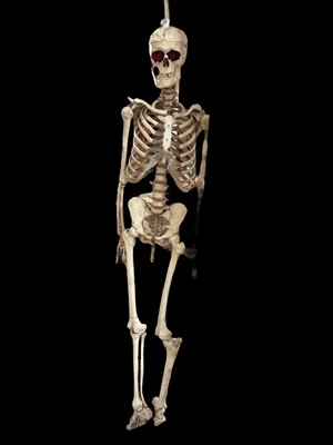 Lot 2419 - Skeleton