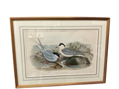 Lot 381 - After Gould and Richter - lithograph- Sterna Macura