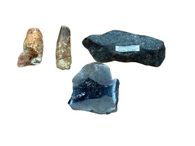 Lot 2598 - Two fossilised dinosaur teeth and fossilised dinosaur bones (4)