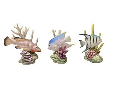 Lot 1100 - Collection of six Royal Worcester ornaments of tropical fish, modelled by R. Van Ruyckwilt: Red Hind 3572, Four Eyed Fish 3573,Blue Angel 3574, Sergeant Major 3575, Yellow Grunt 3576, Spade Fish 35...