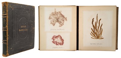 Lot 1707 - Large Victorian specimen album titled British Marine Algae, with titled specimens, 33 x 28cm