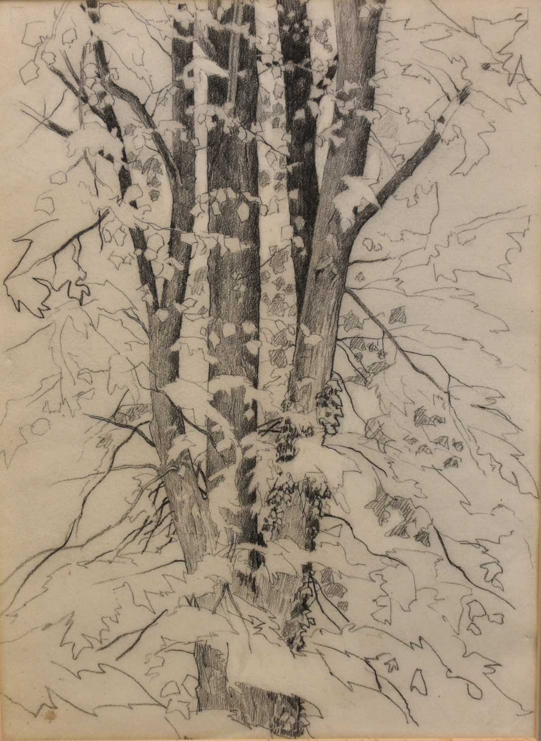 Lot 1065 - Paul Earee (1888-1968) graphite study - Tree, inscribed verso with authentication by the artist's daughter, 50cm x 36cm, in glazed frame