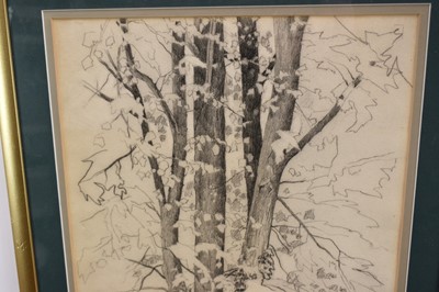 Lot 1065 - Paul Earee (1888-1968) graphite study - Tree, inscribed verso with authentication by the artist's daughter, 50cm x 36cm, in glazed frame