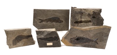 Lot 901 - Osteolopis macrolepidotus, fossil fish specimen, Orkney
