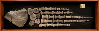 Lot 904 - Plesiosaur paddle, mounted with annotation 'Oxford Clay, Jurassic'