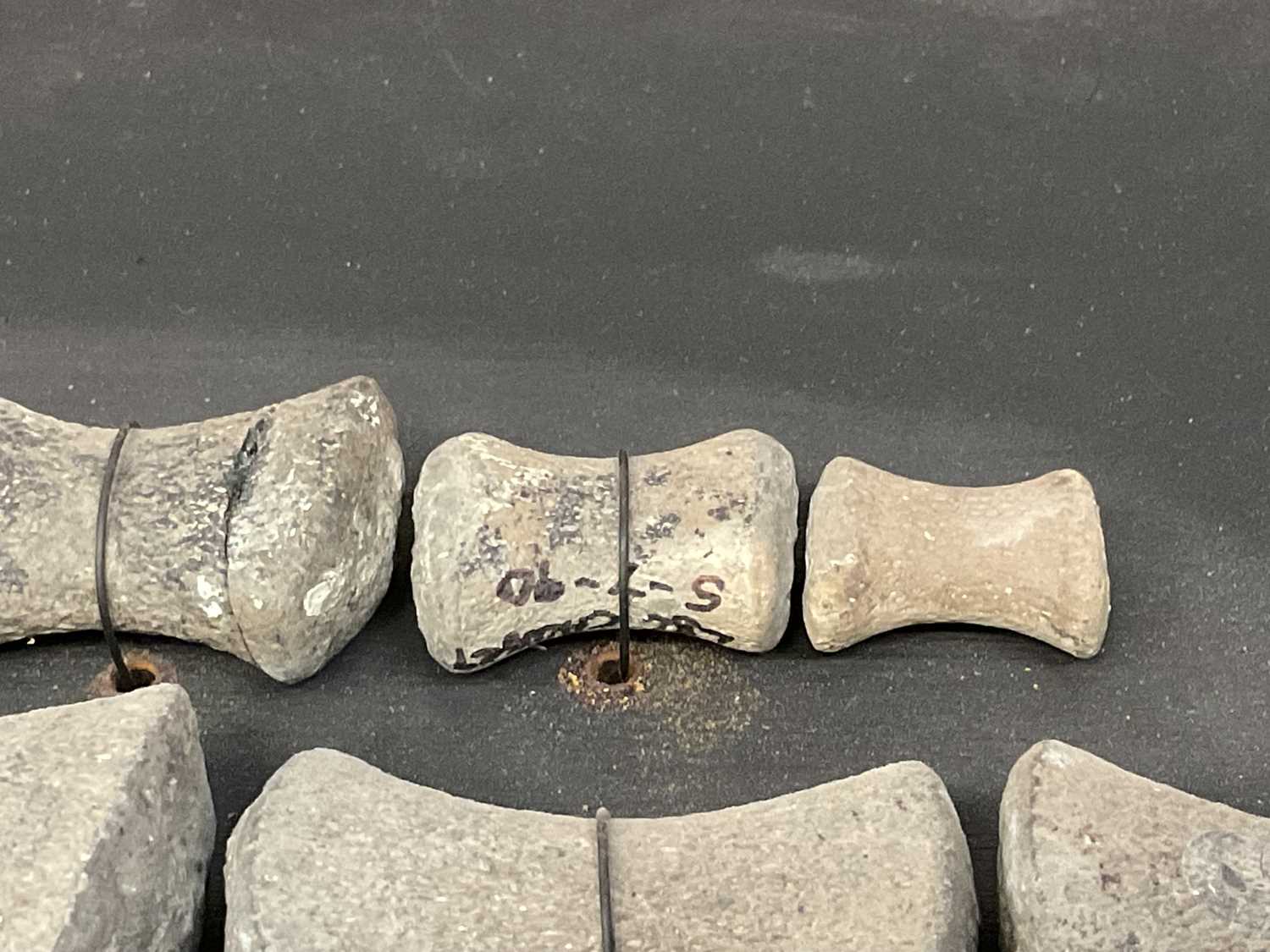 Lot 904 - Plesiosaur paddle, mounted with annotation 'Oxford Clay, Jurassic'
