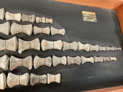 Lot 904 - Plesiosaur paddle, mounted with annotation 'Oxford Clay, Jurassic'