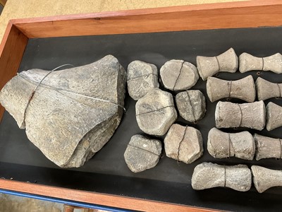 Lot 904 - Plesiosaur paddle, mounted with annotation 'Oxford Clay, Jurassic'