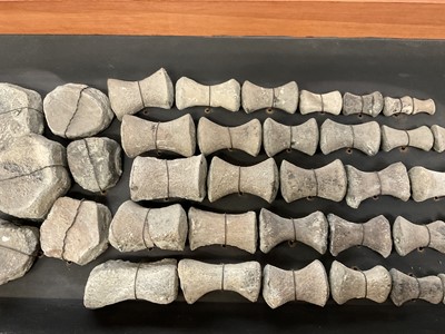 Lot 904 - Plesiosaur paddle, mounted with annotation 'Oxford Clay, Jurassic'