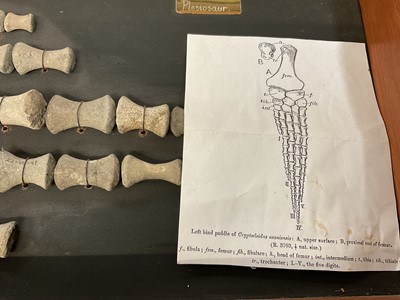 Lot 904 - Plesiosaur paddle, mounted with annotation 'Oxford Clay, Jurassic'