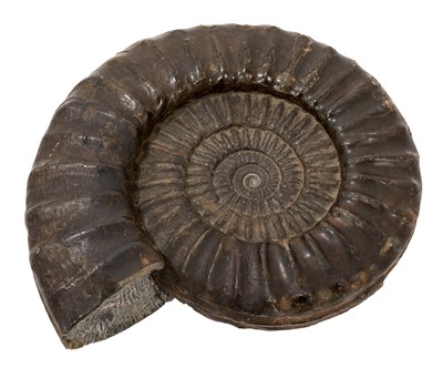 Lot 908 - Fine specimen ammonite