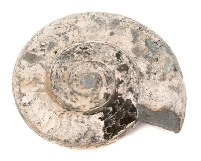 Lot 902 - Large specimen ammonite - Hildoceras