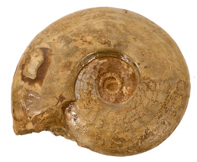Lot 907 - Good specimen ammonite, 20cm wide