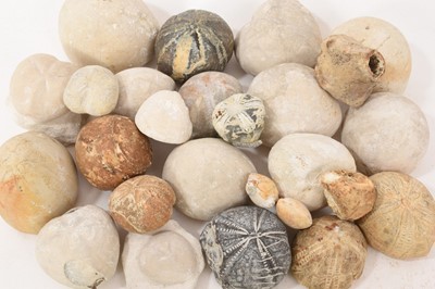 Lot 921 - Collection of fossil sea urchins