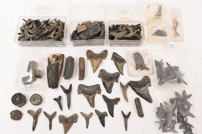 Lot 922 - Very large quantity of fossil shark teeth and crinoids, and similar