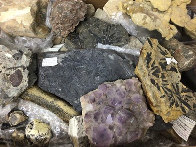 Lot 927 - Geological and fossil specimens including a large annularia specimen 33cm long, various others