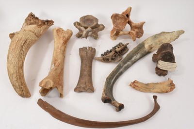 Lot 929 - Ice age fossils, including cave bear jaw, others