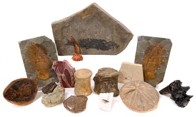 Lot 935 - Collection of fossils, including trilobites, starfish, fossil fish, 19cm long, mastodon teeth, crocodile vertebrae, various other specimens
