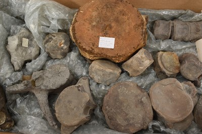 Lot 936 - Collection of Plesiosaur and Pliosaur vertebrae