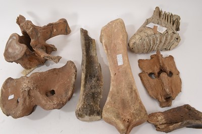 Lot 937 - Ice age specimens including Tibia of a bison, Hippopotamus vertebra, with label stating from Thetford, Norfolk, large Hippopotamus tooth from Shropham, Norfolk and other specimens