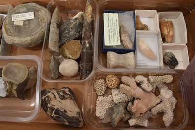 Lot 940 - Collection of fossils including Hyena teeth, fish, coral, belemites etc