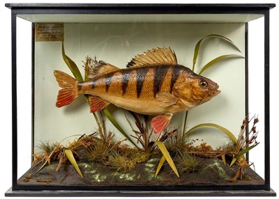 Lot 1005 - Vintage taxidermy Perch by Gunn of Norwich, specimen caught at Wroxham