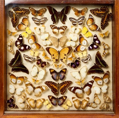 Lot 743 - Glazed case of butterflies