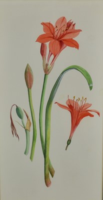 Lot 1296 - *Joan Warburton (1920-1996) watercolour - Scarborough Lily, 52cm x 27cm, titled verso, in glazed frame