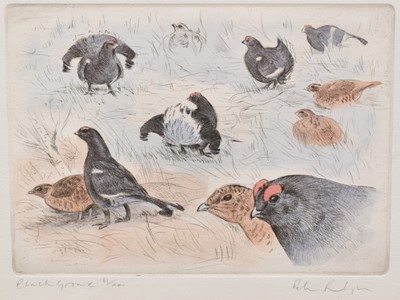 Lot 1282 - Peter Partington (b.1941) pair of signed limited edition coloured etchings - Black Grouse, 61/200 and Snipe, 89/200, 19cm x 25cm, in glazed gilt frames