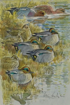Lot 1285 - Peter Partington (b.1941) pencil and watercolour sketch - Teal on a Bank, signed, 24cm x 16.5cm, in glazed frame