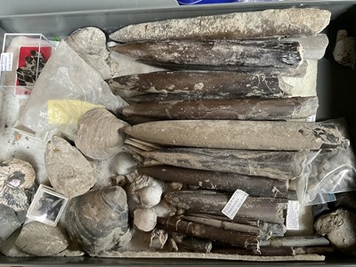 Lot 2400 - Good collection of fossils and geological specimens, housed within a 15 drawer metal cabinet, predominantly UK specimens - each drawer dedicated to specific collecting sites including Speeton, York...