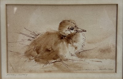 Lot 34 - Ian Armour-Chelu (1928-2000) sepia watercolour - Duckling Resting, signed and dated 1977, in glazed gilt frame