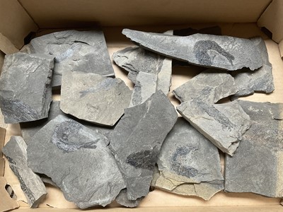 Lot 2401 - Specimen fossil fish in slate, some fragmentary, the largest complete fish approximately 8cm wide