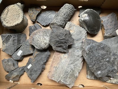 Lot 2402 - Collection of fossils including large vertebra, shell and ferns