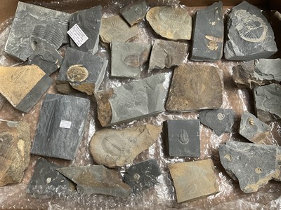 Lot 2407 - Collection of Welsh specimen trilobites
