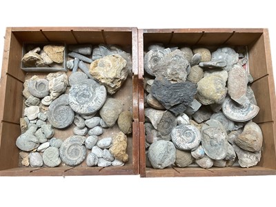 Lot 2414 - Ammonite specimens, shells and other fossils