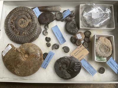 Lot 2418 - A collector’s cabinet housing specimen fossils and minerals