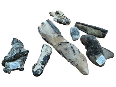 Lot 2417 - Fine fossil lobster specimen, approximately 7cm long, and other fossil lobster specimens