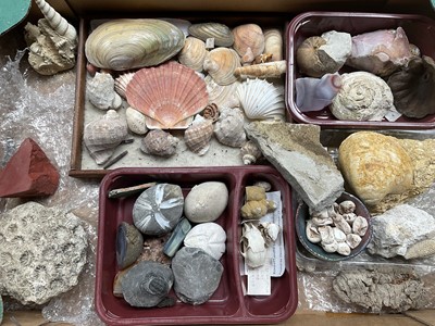 Lot 2426 - A collection of fossil and natural history specimens