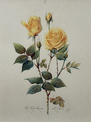 Lot 70 - RF Jervis, British School. “Rosa Kings Ransom”, watercolour on paper. Signed, titled and dated. Overall including frame 46.5x37cm.