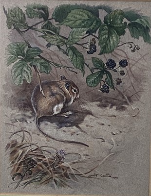 Lot 190 - David Cemmick, eight signed framed and glazed watercolours of wild animals, including rabbits, birds, dormouse, hedgehog and red squirrel