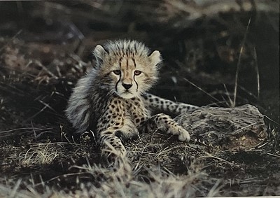 Lot 28 - Steven Townsend, pencil signed limited edition print of a leopard cub, 415/500, 30cm x 43cm, framed and glazed