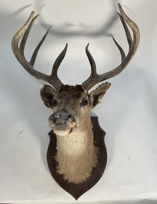 Lot 1148 - Early 20th century stag's head mounted on a shield