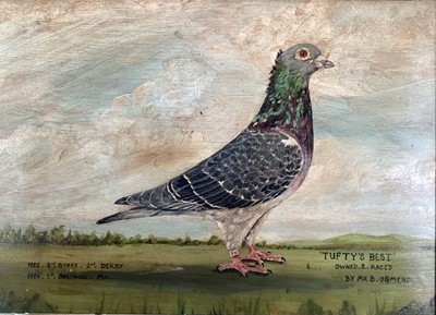 Lot 239 - English School 20th century, "Tufty's Best" a racing pigeon owned by Mr. B. Osmend, inscribed in gilt frame. 24 x 34cm.